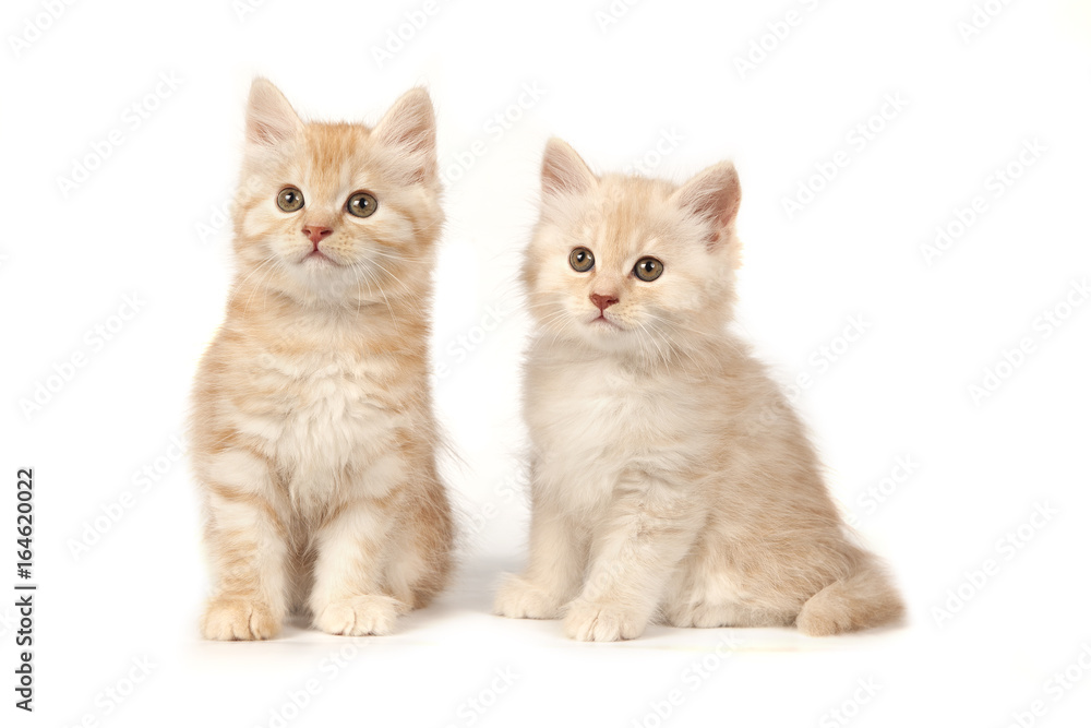 Two cute little kitten on white background. Red and cream kitten isolated on white