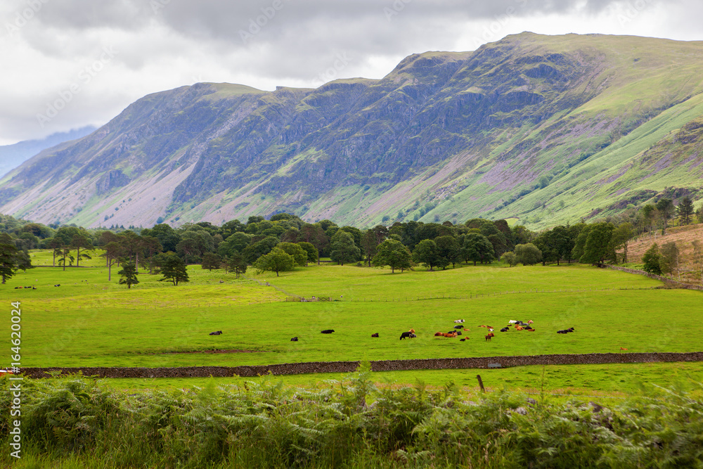 Rural landscapes in Lake District National Park, England, stone wall, cows, mountains on the background, selective focus