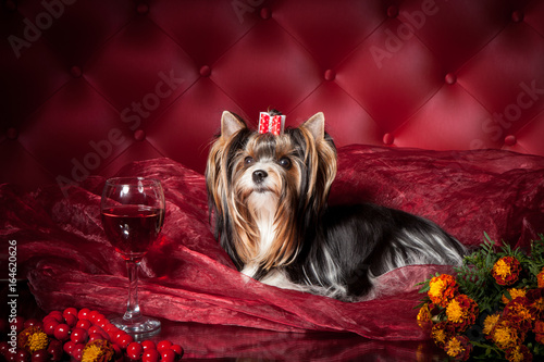 Yorkshire Terrier Pom Pont on a dark red background in the studio