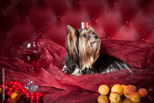 Yorkshire Terrier Pom Pont on a dark red background in the studio