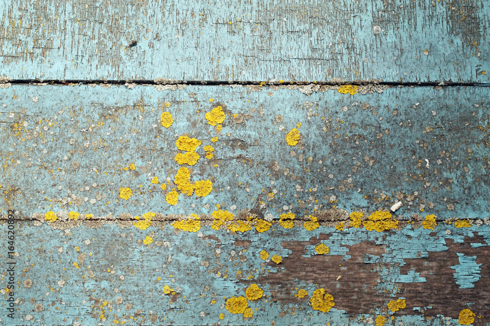 Wooden bars, painted in blue color with cracked and peeling paint, fungi and mold.