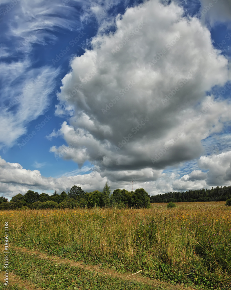 Obraz premium Summer landscape