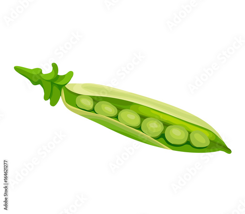 Pea vector icon, hand drawn sketch of green vegetable, template for menu,food diet infographics, sticker, flyer, print