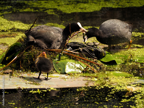 Adult Eurasian Coot family making nest swimming and feeding on a calm still lake photo