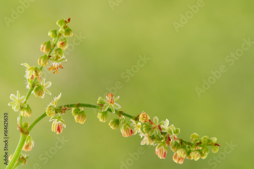 little wildflowers