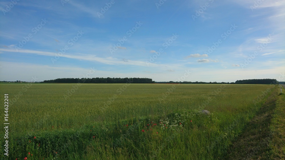 Blue sky over field of agriculture near forest