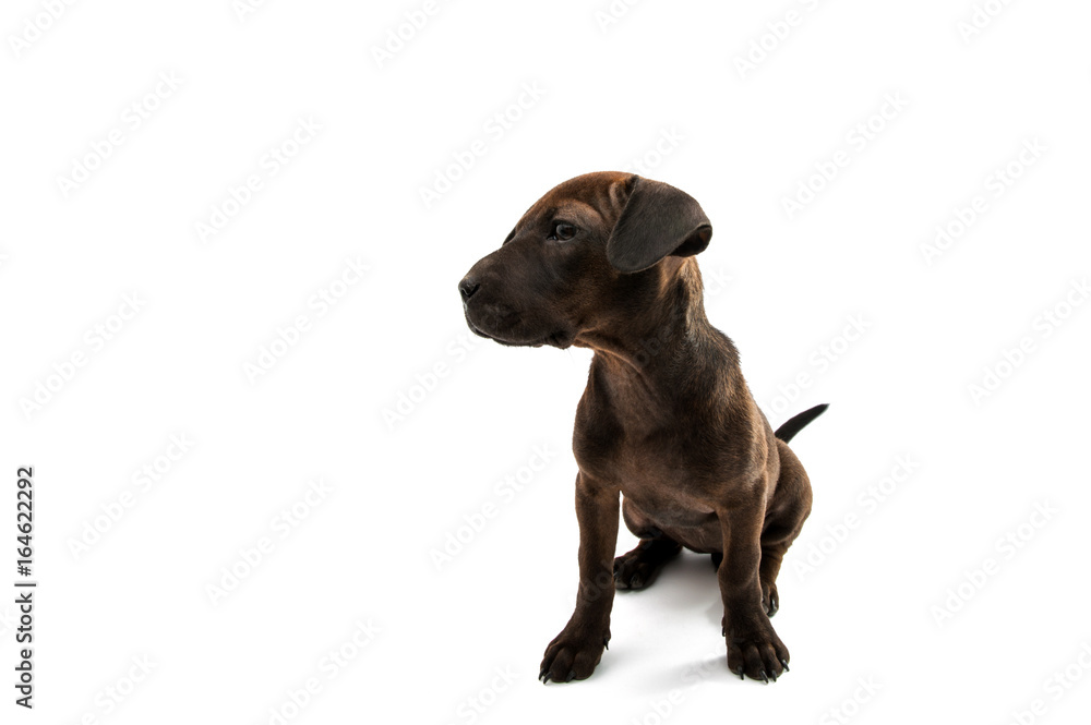 Brown dog terrier