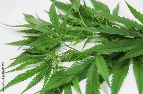 Branch with marijuana leaves on a light background. Wild plant. Closeup.