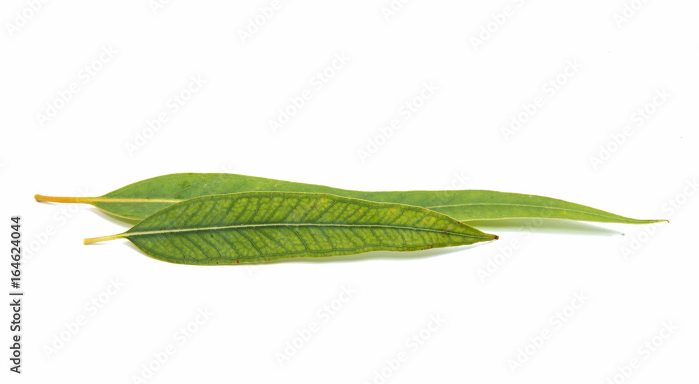 Obraz premium Eucalyptus leaves