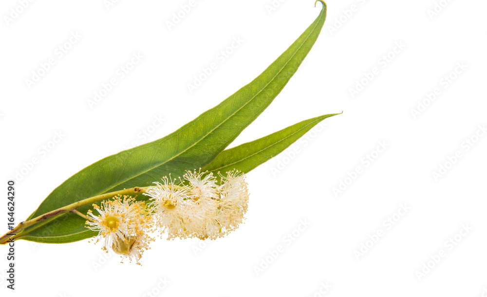 Fototapeta premium Eucalyptus leaves