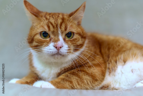 Portrait of a red homemade cat on a gray background 