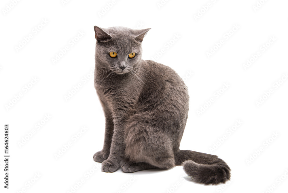 British shorthair grey cat isolated