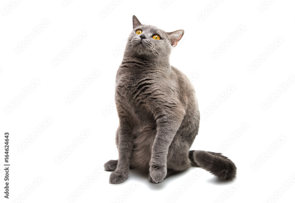 Fototapeta premium British shorthair grey cat isolated