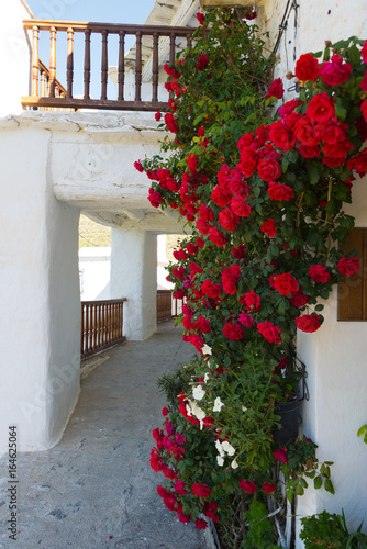 rambler rose in capileira town, sierra nevada, spain
