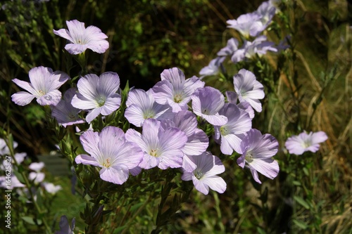 lila flowers of flax