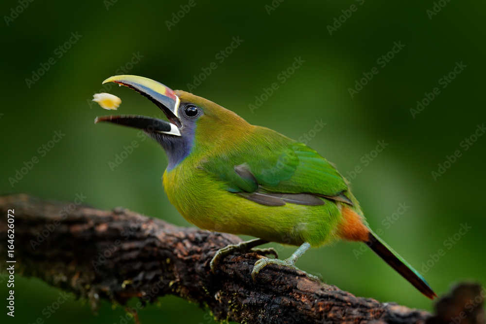 Obraz premium Blue-throated Toucanet, Aulacorhynchus prasinus, detail portrait of green toucan bird, nature habitat, Costa Rica. Beautiful bird with big bill. Toucan with fruits in bill. Wildlife scene, nature.