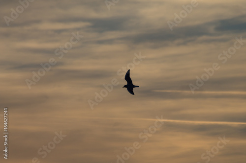 A silhouette of a bird flying against a sky with beautifully colored clouds at sunset