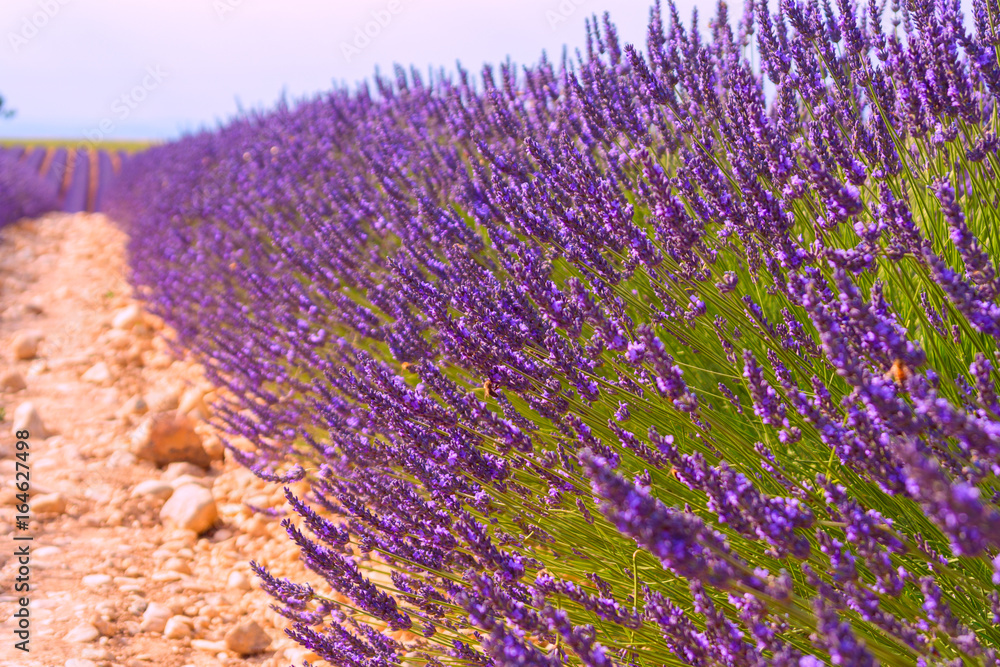 Obraz premium Lavender fields in Valensole, France