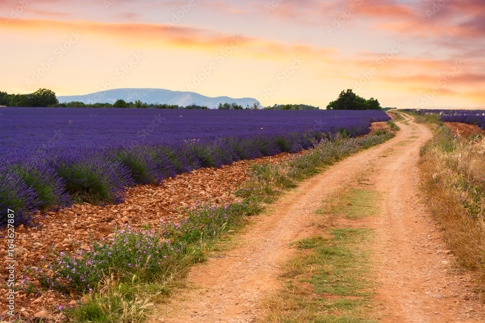 Naklejka premium Pola lawendy w Valensole we Francji
