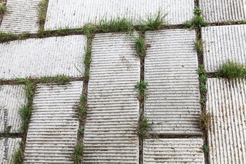mauvaise herbes entretient de jardin