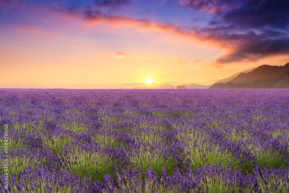 Obraz premium Pola lawendy w Valensole we Francji