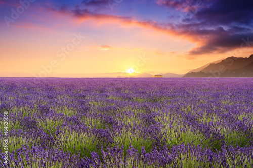 Lavender fields in Valensole, France © tszabina