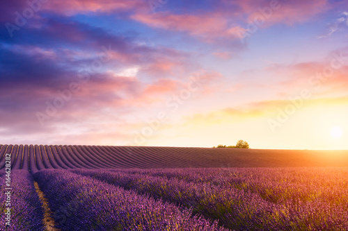 Lavender fields in Valensole, France