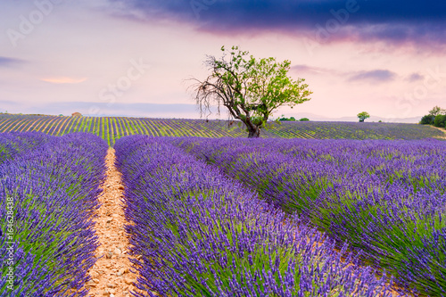 Lavender fields in Valensole, France