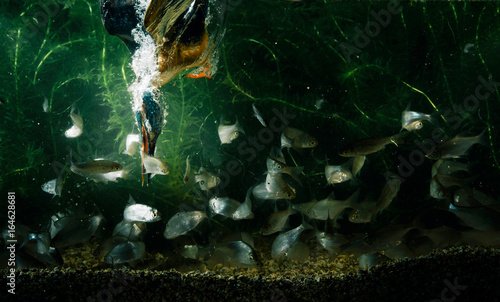 Underwater photo of common kingfisher catching fish.