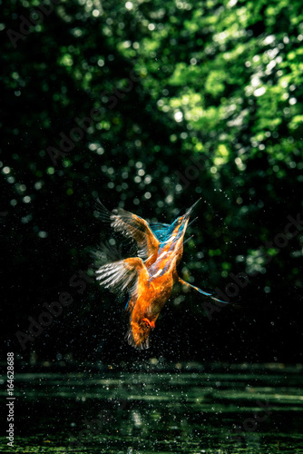 Sequence of common kingfisher flying up out of river.