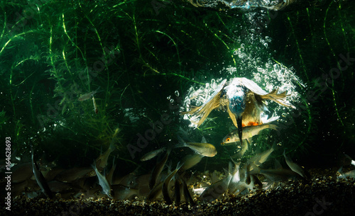Underwater photo of common kingfisher catching fish.