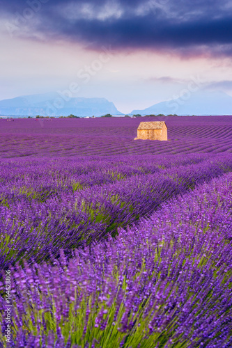 Lavender fields in Valensole, France