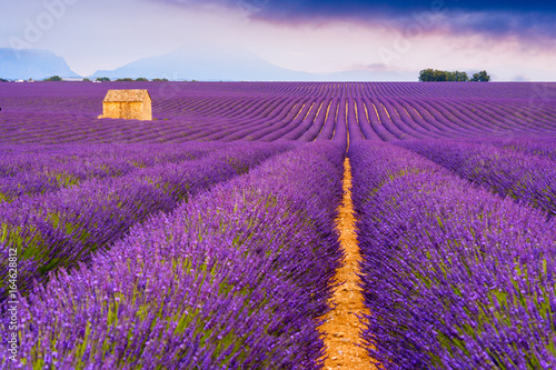 Fototapeta Naklejka Na Ścianę i Meble -  Lavender fields in Valensole, France
