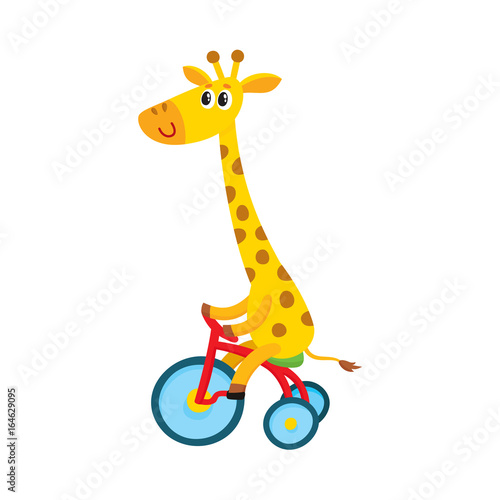 Cute little giraffe character riding bicycle, tricycle, cycling, cartoon vector illustration isolated on white background. Little baby giraffe animal character riding bike, bicycle, tricycle