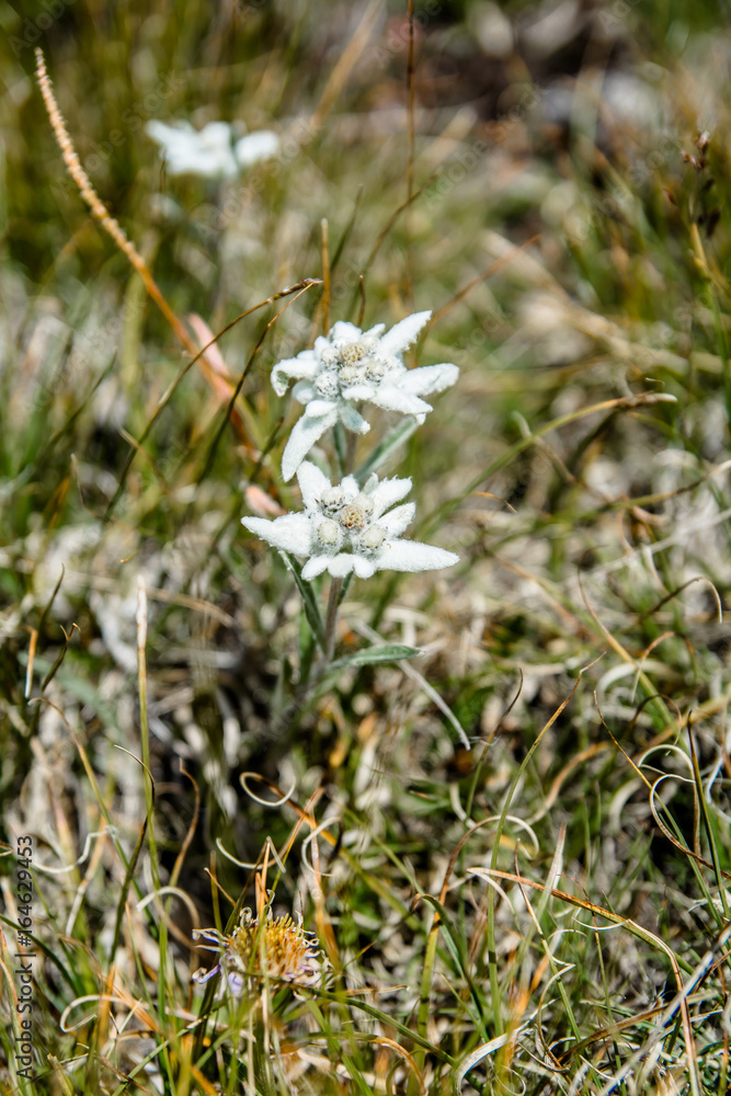 Stella Alpina Stella Alpina