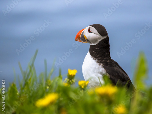 Cute Icelandic Puffin surrounded by flowers