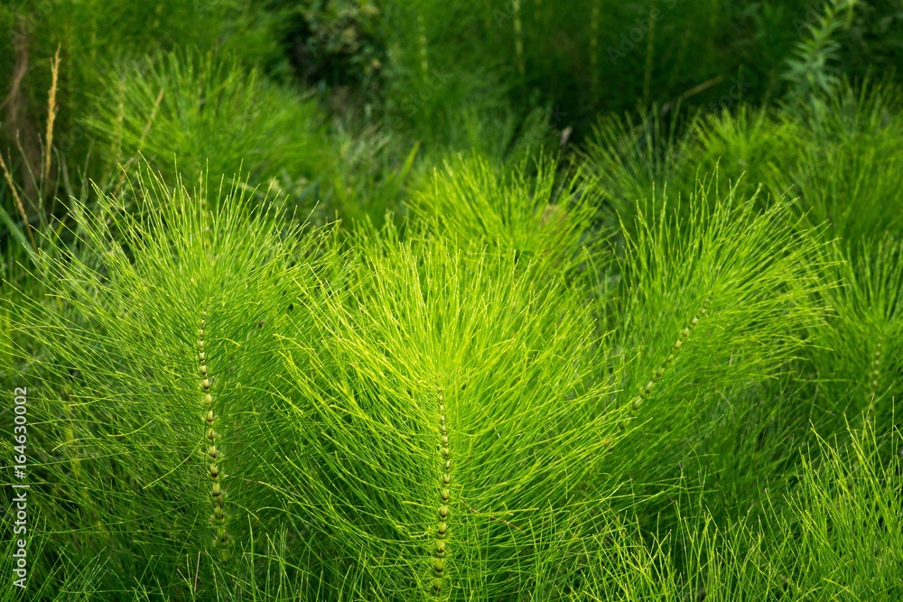 Horsetail Horsetail