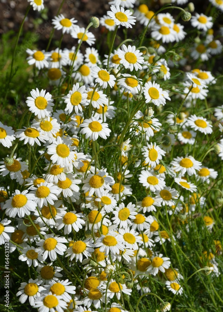 Römische Kamille - Chamaemelum nobile Römische Kamille - Chamaemelum nobile