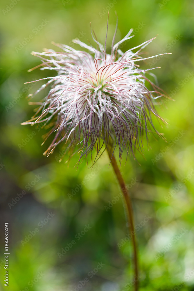 alpine anemone fruit