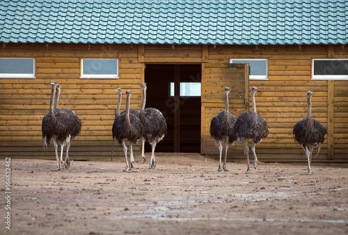 Ostriches in the paddock on the farm.