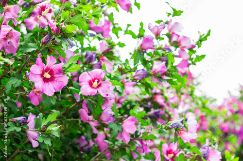 The bloom of the apple tree. Paradise apples close-up