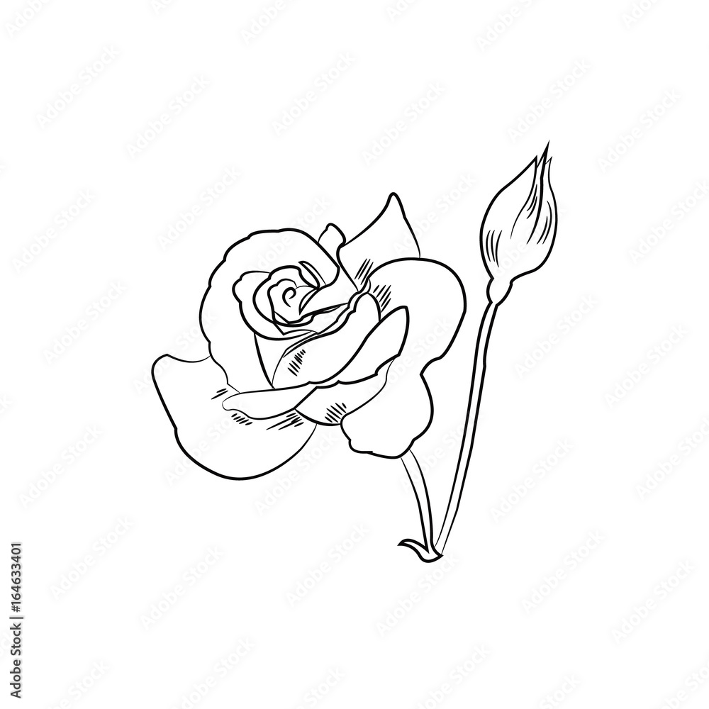 Obraz premium Black and white sketch of rose flower black and white, vector illustration