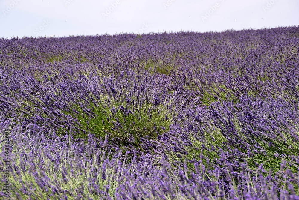 Naklejka premium campo di lavanda in Provenza in Francia