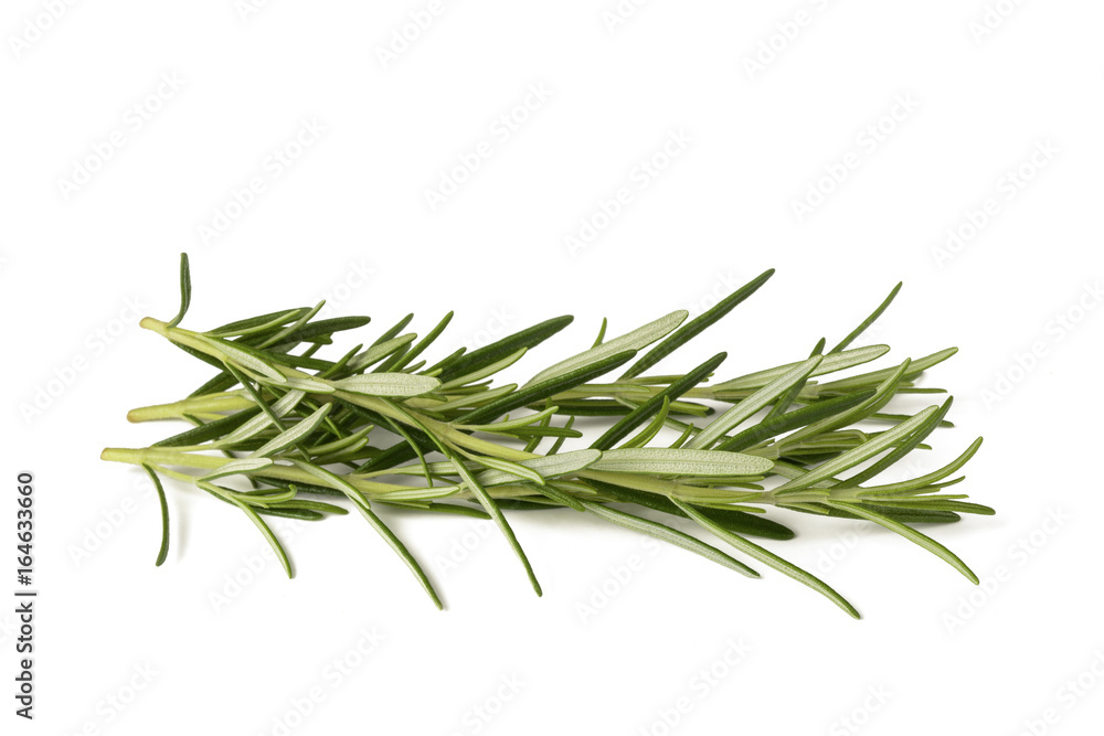 Rosemary sprigs isolated