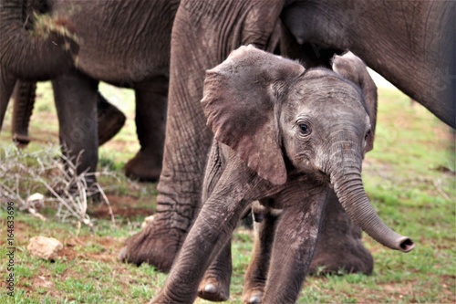 junger Elefant stürmt davon © assy