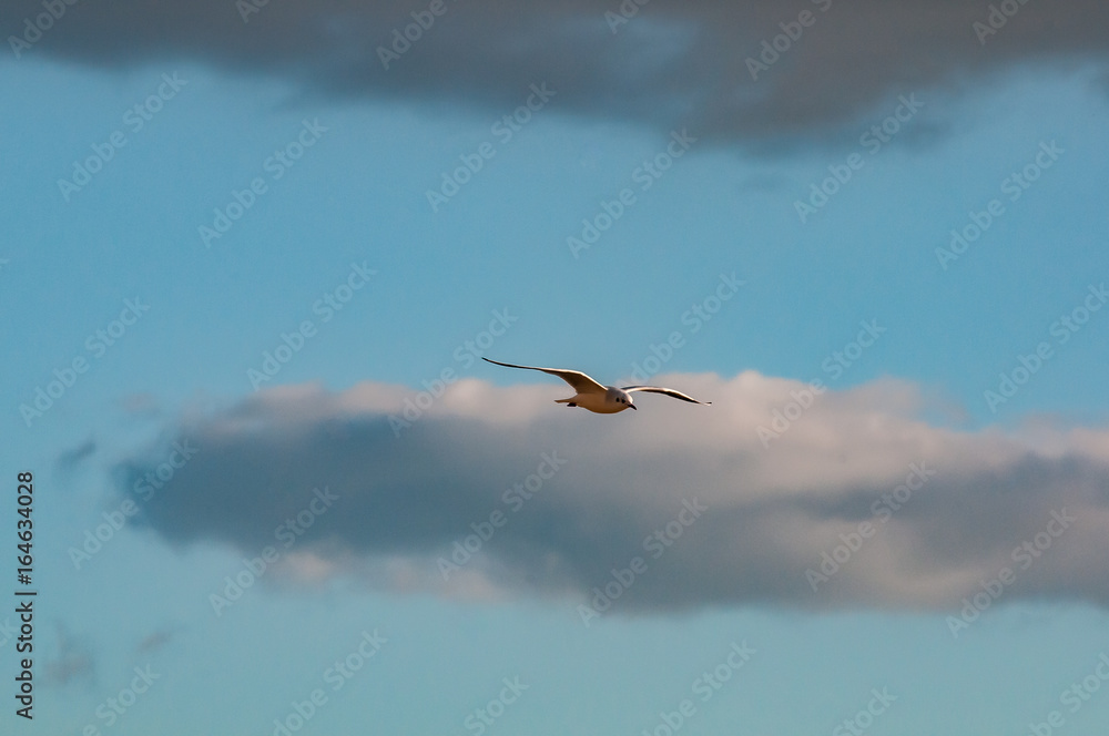 mouette