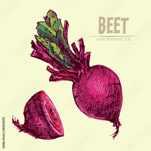 Digital vector detailed line art color beet vegetable hand drawn retro illustration collection set. Thin artistic pencil outline. Vintage ink flat style, engraved simple doodle sketches. Isolated