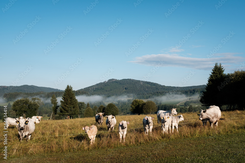 Obraz premium cow farm