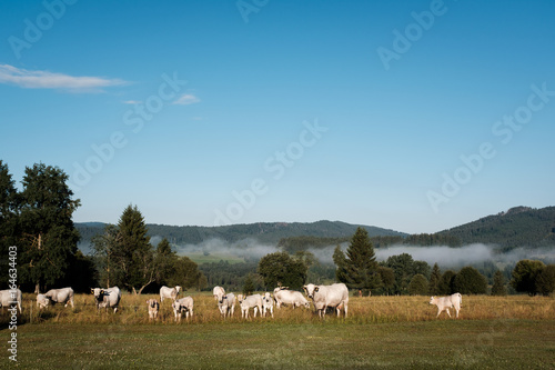 cow farm