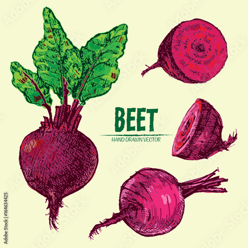 Digital vector detailed line art color beet vegetable hand drawn retro illustration collection set. Thin artistic pencil outline. Vintage ink flat style, engraved simple doodle sketches. Isolated